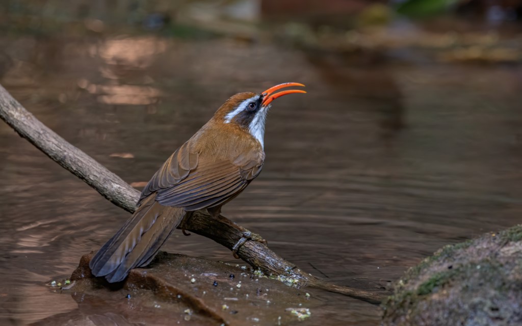 Perching Birds